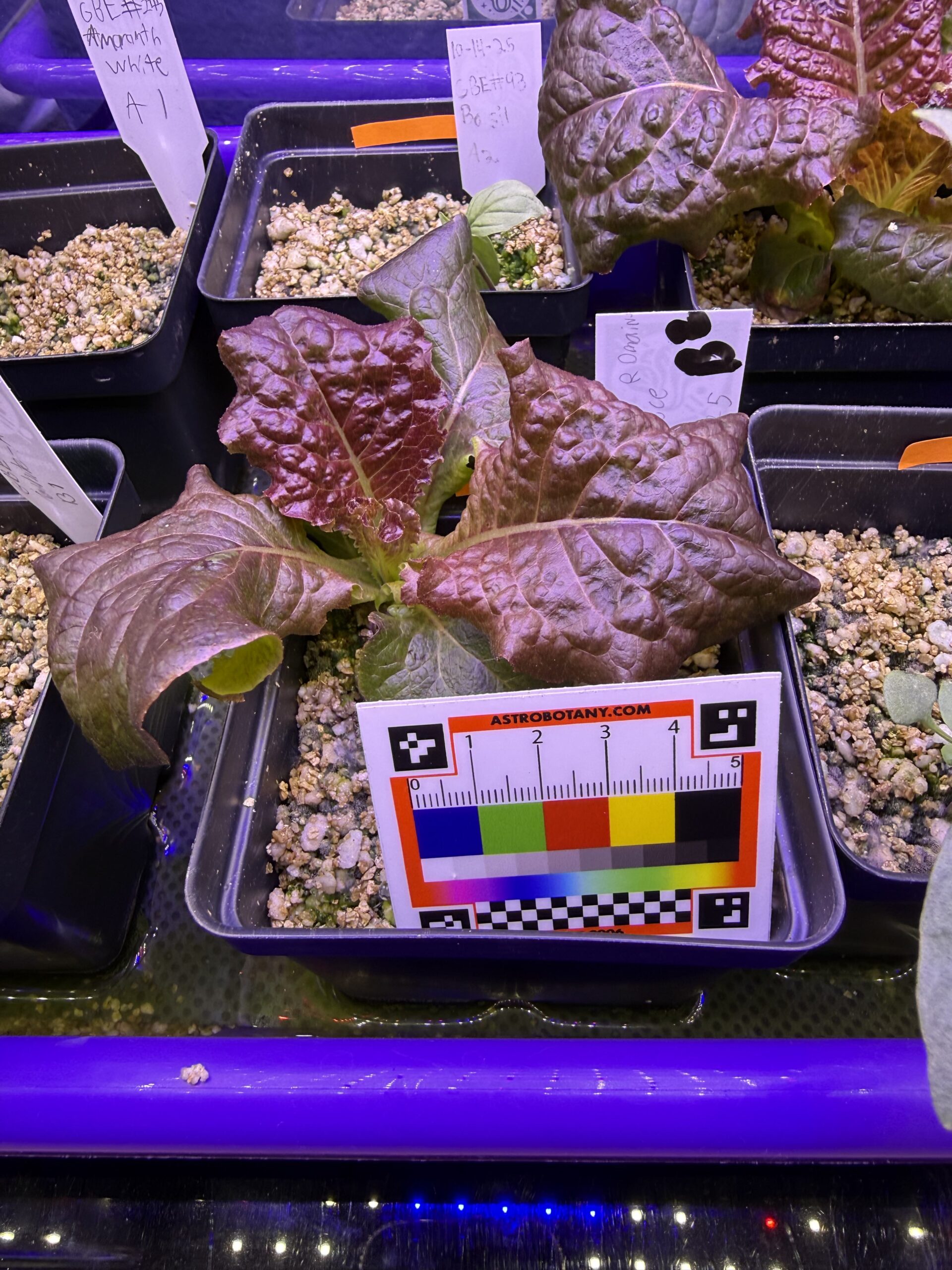 Growing Beyond Earth - Source: Mrs. Kuntz