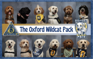 Therapy dogs